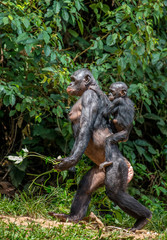 Naklejka premium Bonobo mother with a baby on a background of a tropical forest. Democratic Republic of the Congo. Africa.