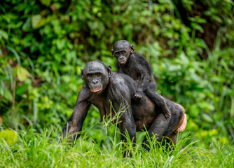Bonobo mother with a baby on a background of a tropical forest. Democratic Republic of the Congo. Africa.