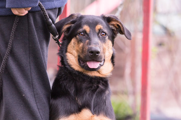 portrait of a beauceron dog outdoors on a field of obedience in belgium