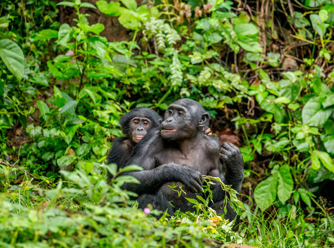 Bonobo mother with a baby on a background of a tropical forest. Democratic Republic of the Congo. Africa.