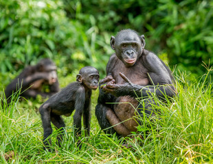 Fototapeta premium Matka bonobo z dzieckiem na tle lasu tropikalnego. Demokratyczna Republika Konga. Afryka.