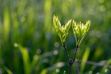 Detail of young green leaves on blurred background