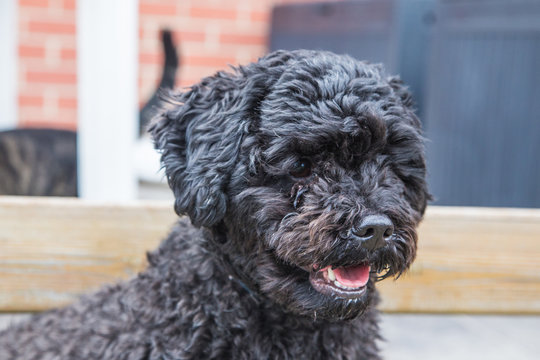 รูปภาพMaltezer – เลือกดูภาพถ่ายสต็อก เวกเตอร์ และวิดีโอ190 | Adobe Stock