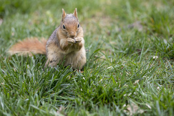 Eating Squirrel