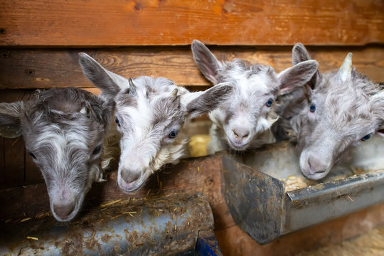 Little goats in the stable near manger