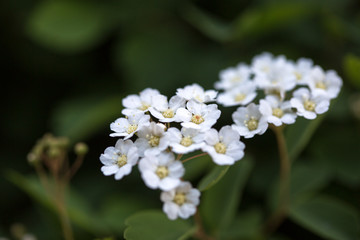tiny white flowers with dark background