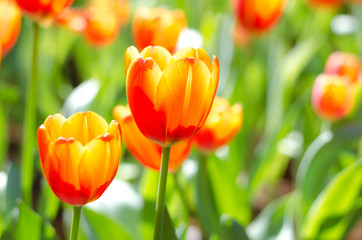 Tulip flower background, Colorful tulips nature in spring, close up