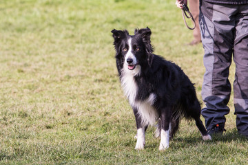 Fototapeta premium Portrait of a border collie dog outdoors in Belgium