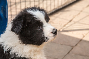 Portrait of a border collie dog outdoors in Belgium
