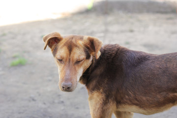Brown dog on a leash near a private house
