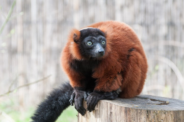 Roter Vari (Varecia rubra)