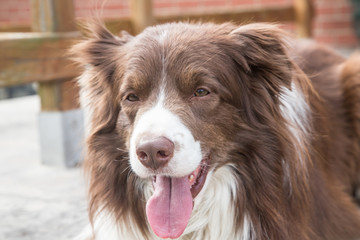 Portrait of a border collie dog outdoors in Belgium