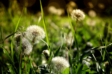 Fototapeta premium Glowing sunny spring day, Wind Blowing Dandelion seeds