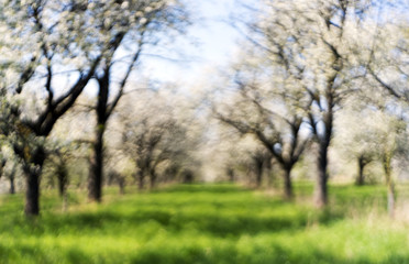 Fototapeta na wymiar Cherry orchard in spring. Out of focus