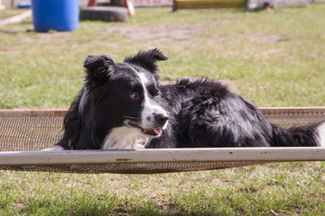 Portrait of a border collie dog outdoors in Belgium