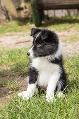 Portrait of a border collie dog outdoors in Belgium