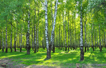 Fototapeta na wymiar birch grove with green leaves in the spring in the sun. early may