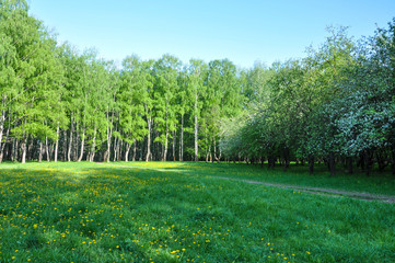 glade with green grass and yellow flowers surrounded by birches. green fresh leaves on trees in spring