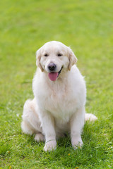 Photo of a Golden retriever dog