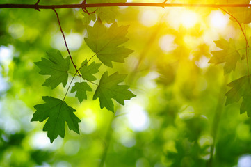 Sun beams and  leaves.