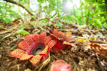 Two Rafflesia flowers are in bloom on hill evergreen forest ground.