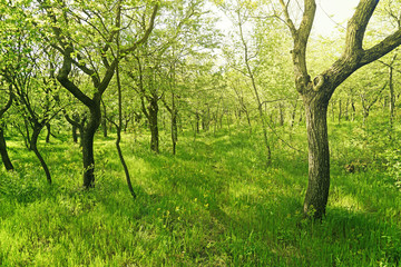 Fototapeta na wymiar Path in the spring forest