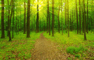 Fototapeta premium Forest and sun rays