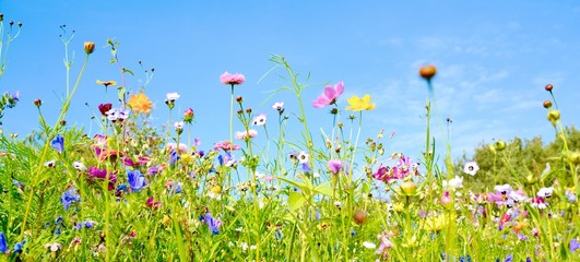 Pré de fleurs - panorama d& 39 arrière-plan - prairie de fleurs sauvages