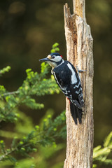 Great Spotted Woodpecker with his beautiful colors sit and look around curiously, Dendrocopus major