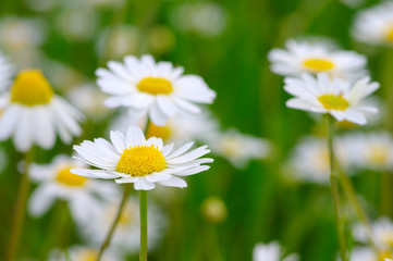 White daisy on  field