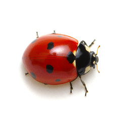 Ladybug isolated on white