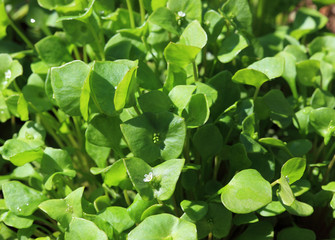 Portulak, Portulaca oleracea, auch Gemüse-Portulak oder Sommerportulak, als Gemüse oder Gewürz verwendet
