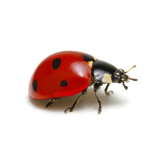Ladybug isolated on white