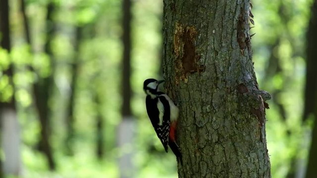 Great spotted woodpecker extracts the larvae of beetles from the trunk of a tree (Dendrocopos major)