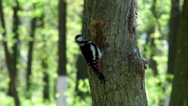 Great spotted woodpecker extracts the larvae of beetles from the trunk of a tree (Dendrocopos major)