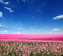 Spring flower field
