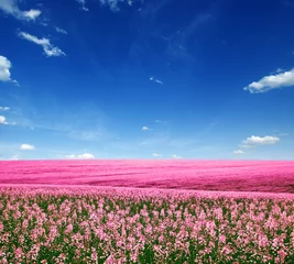 Rolgordijnen Spring flower field © Alekss