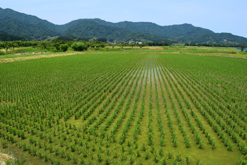 初夏の水田