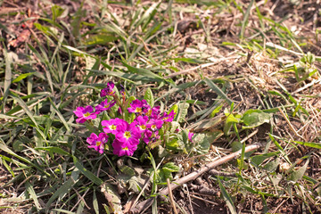 Primrose flowers. Multicolored flowers