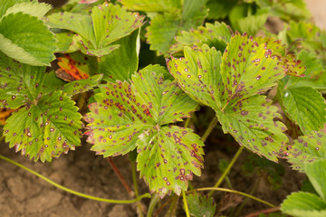 Strawberry Disease. Leaf Of Strawberry With Disease White Spotting Close Up. Fight Diseases.