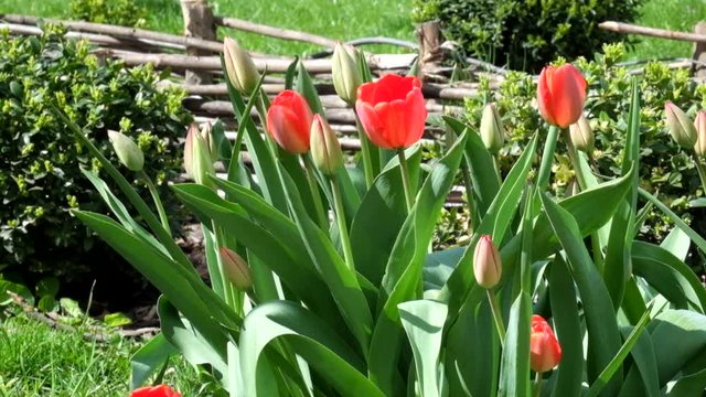 Red tulips gently swing from the wind (Tulipa)