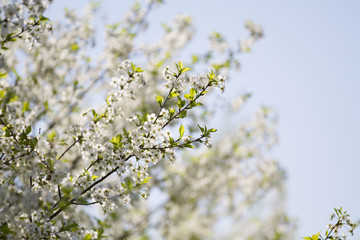 The blossoming gardens in the spring