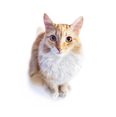 Red cat on white background background