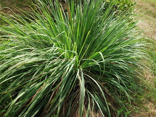 Lemongrass is very bright and green