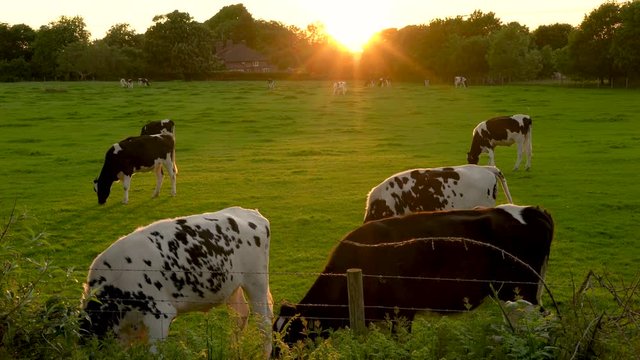 4K video clip showing herd of Friesian cows grazing, eating grass in a field on a farm at sunset or sunrise