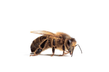 abeille sur fond blanc