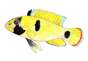 Apistogramma nijsseni, Panda dwarf cichlid. Aquarium fish, tropical fish. Watercolor illustration. Bright tropical fish. refers to dwarf cichlids. Outwardly very similar to a panda.