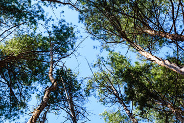 Tall pine trees in a forest on spring. Looking up concept
