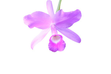 Naklejka na ściany i meble Flower purple dendrobium orchid isolated on white background