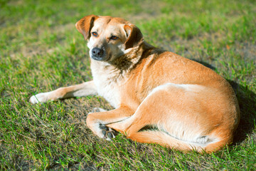 Naklejka na ściany i meble Beautiful dog resting in the grass